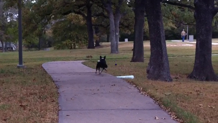 Fetching Novice